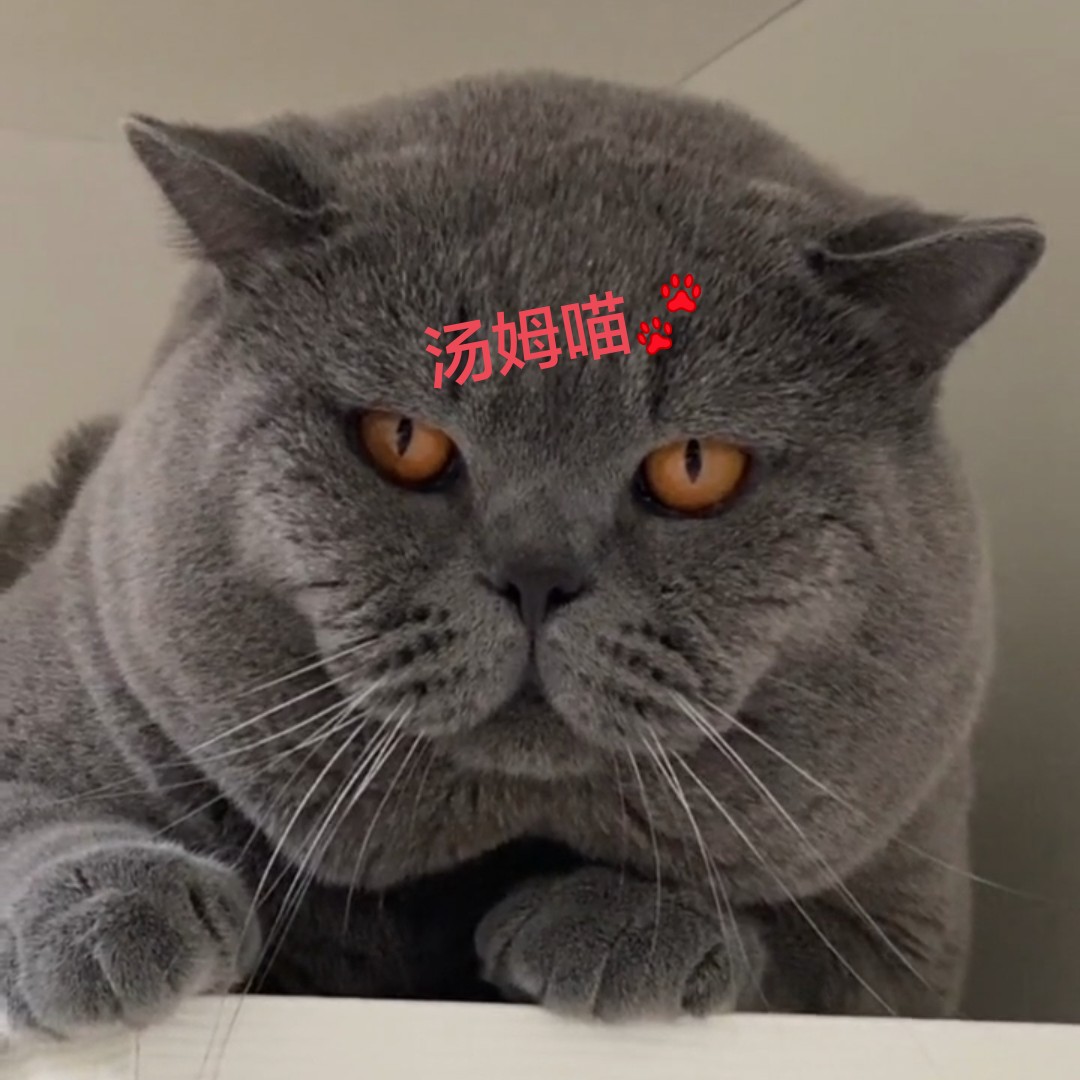 赛级蓝猫蓝白猫矮脚短腿曼基康cfa纯种澳血英国短毛猫蓝白矮脚小公母